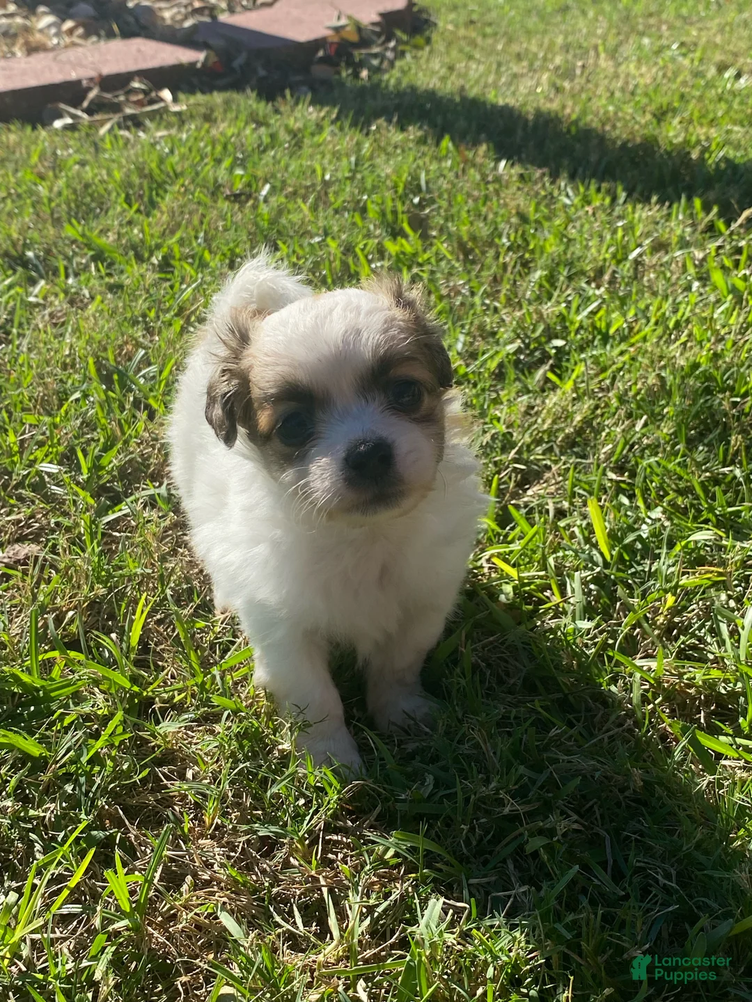 Mixed Breed dogs for sale: Mixed Breed 1 - Ad 1