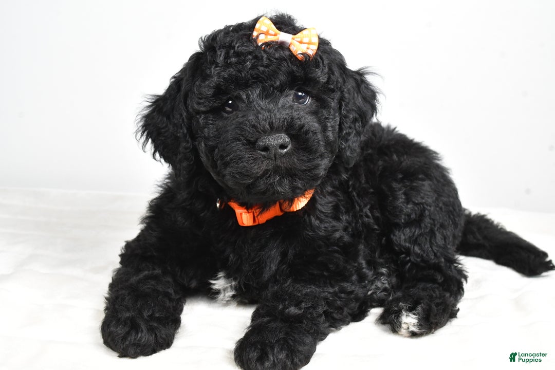 Mini Goldendoodle dogs for sale: AJ - Ad 6