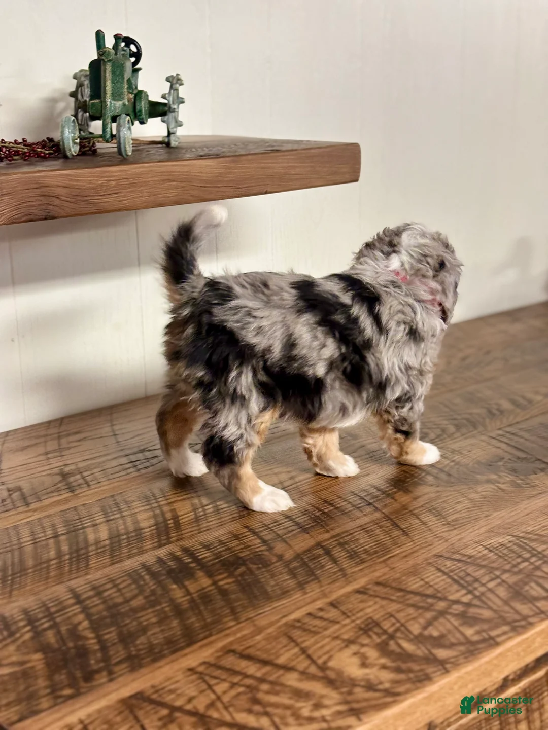 Mini Bernedoodle dogs for sale: Chloe Mini Bernedoodle Puppy 2 - Ad 2