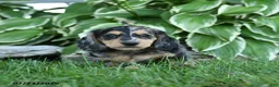 Miniature Dachshund dogs for sale: Willow - Ad 3