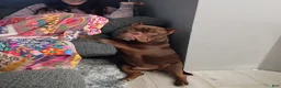 American Bully dogs for sale: American Bully  - Ad 4