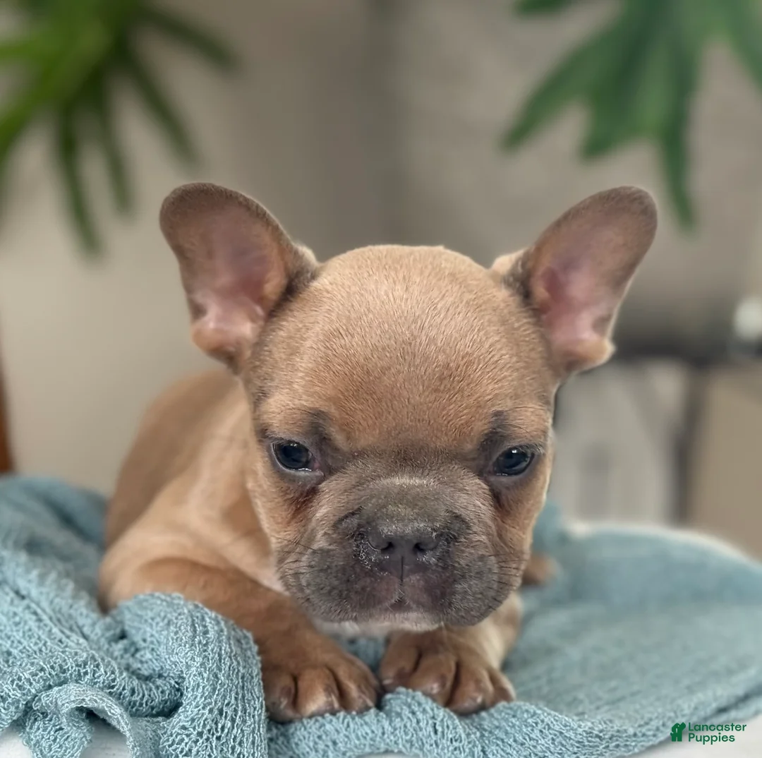 French Bulldog dogs for sale: Wilder - Ad 12