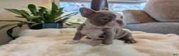 Frenchton dogs for sale: Clover - Ad 21