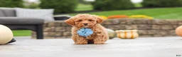 Cavapoo dogs for sale: Cosby - Ad 11