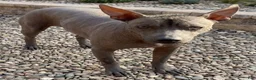 Xoloitzcuintle dogs for sale: Xoloitzcuintle 1 - Ad 3