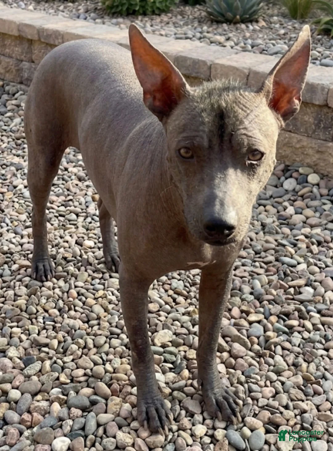Xoloitzcuintle dogs for sale: Xoloitzcuintle 1 - Ad 3