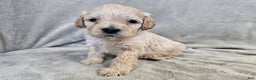 Cavapoo dogs for sale: Rotini - Ad 2