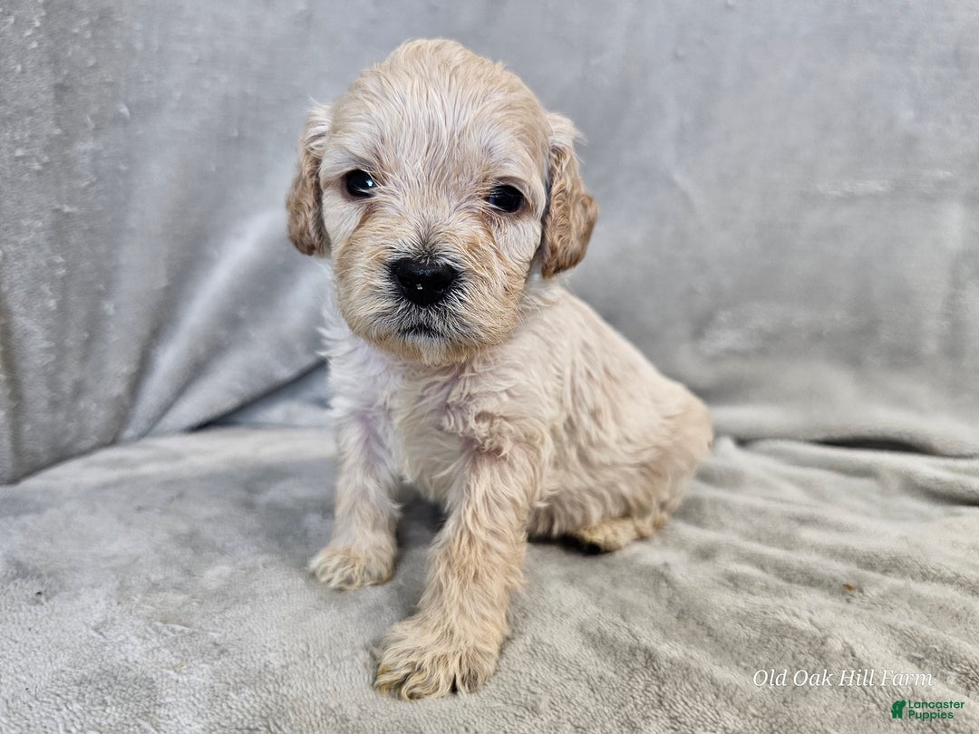 Cavapoo dogs for sale: Rotini - Ad 2