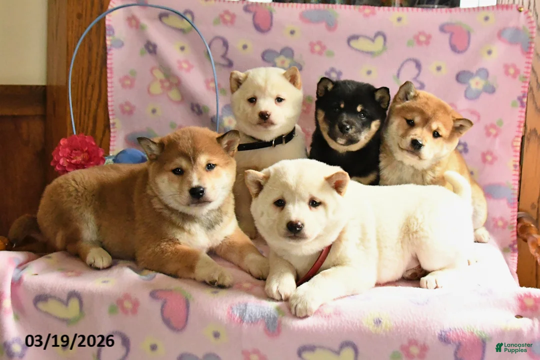 Shiba Inu dogs for sale: Dixie - Ad 3