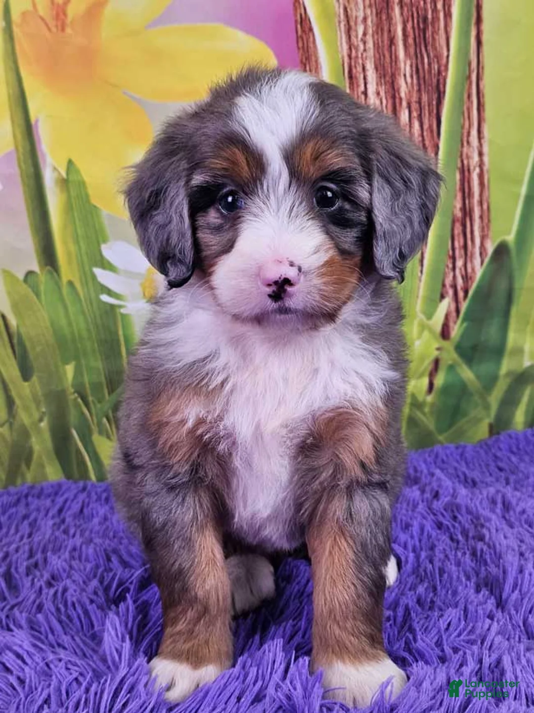 Mini Bernedoodle dogs for sale: Sierra - Ad 1