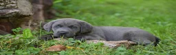 Labrador Retriever dogs for sale: Meadow - Ad 4
