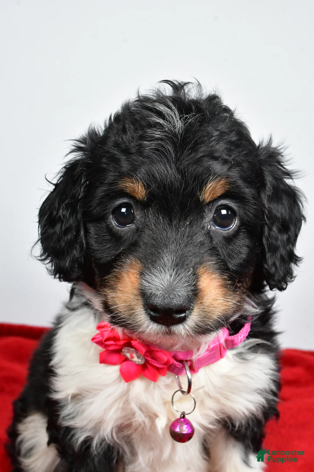 Mini Aussiedoodle dogs for sale: Giggles  - Ad 10