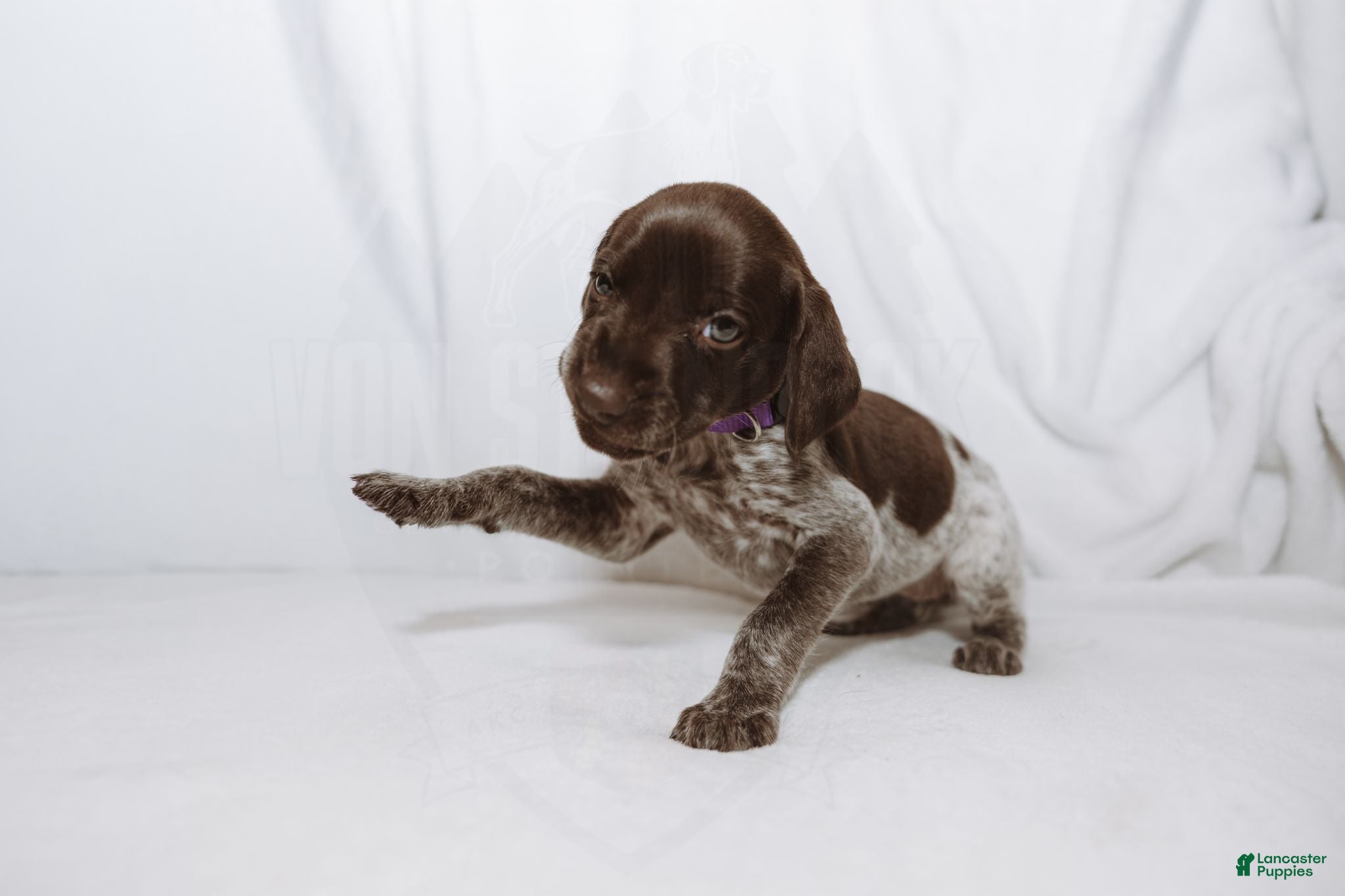 German Shorthaired Pointer dogs Purple Collar aka Amy - Ad 2