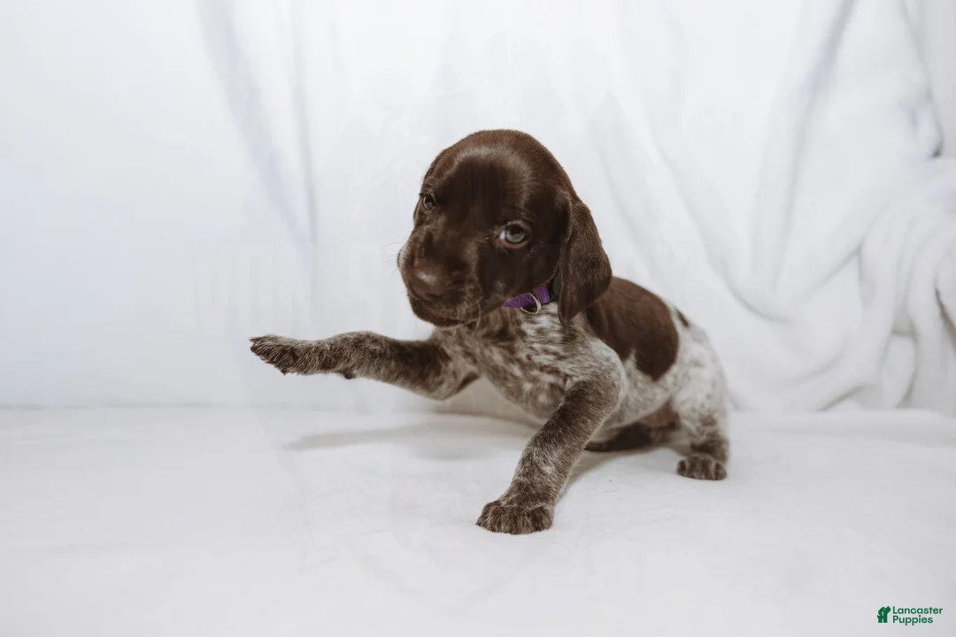 German Shorthaired Pointer dogs for sale: Purple Collar aka Amy - Ad 2