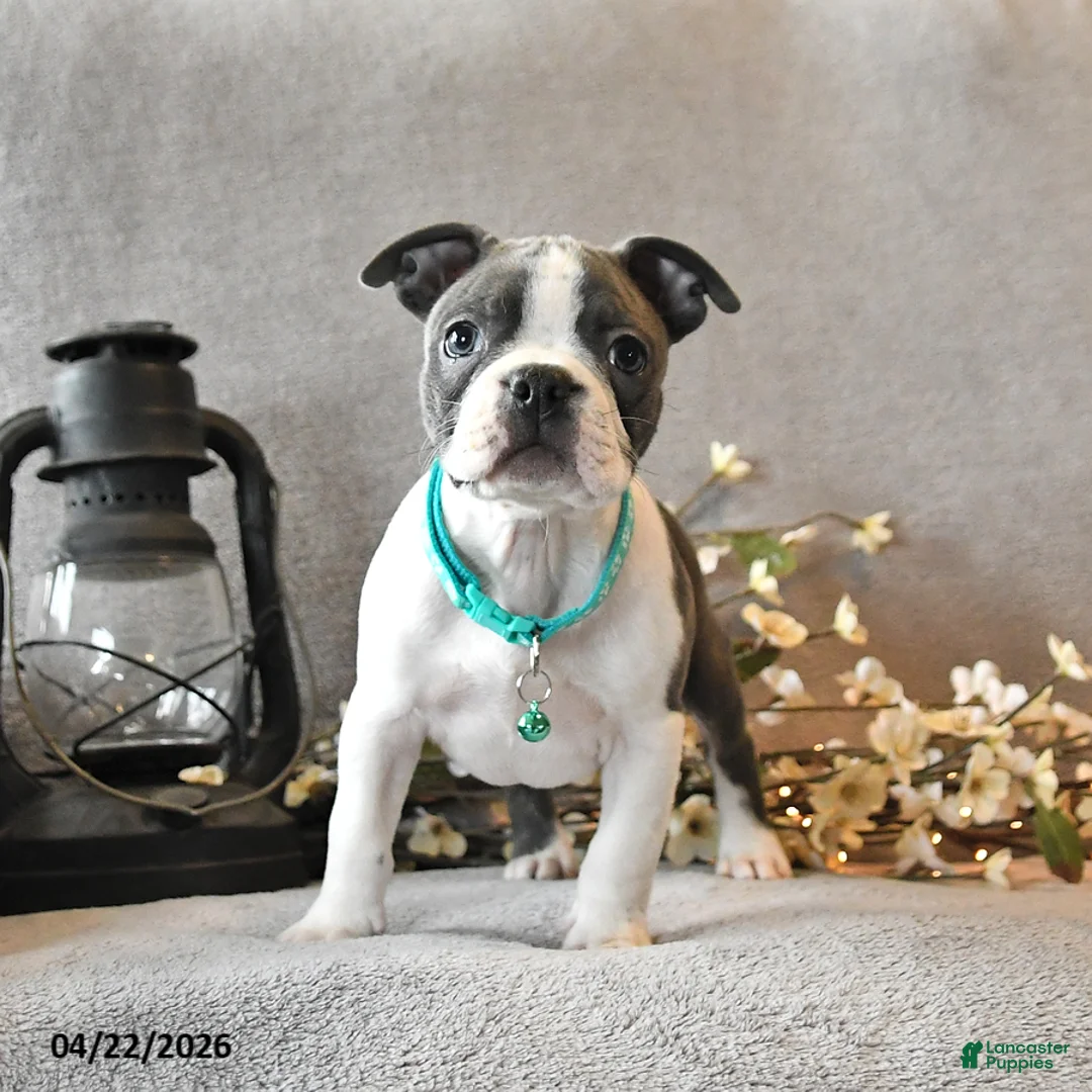 Boston Terrier dogs for sale: Romeo - Ad 2