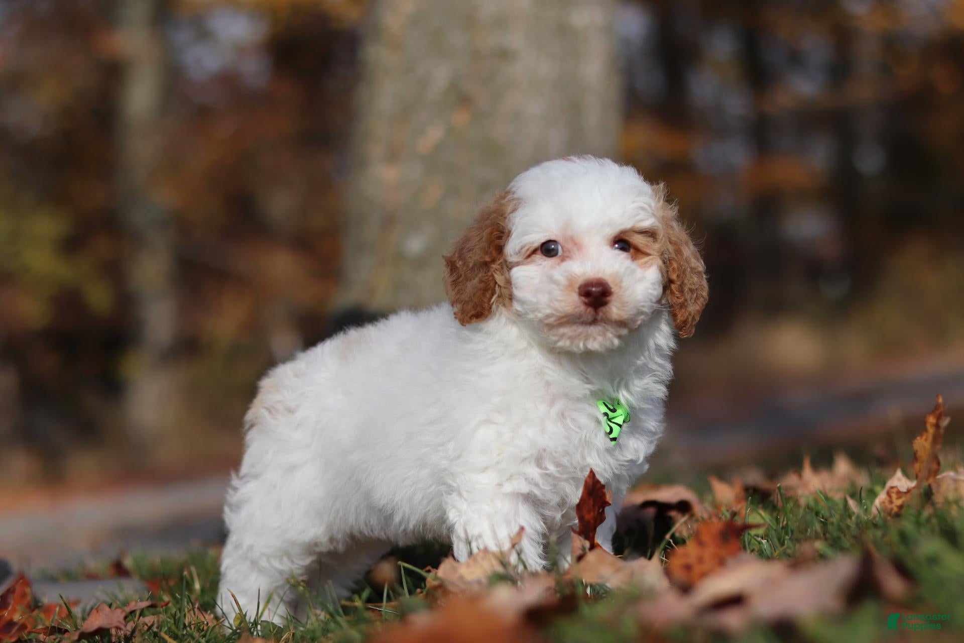 Miniature Poodle dogs for sale: Alfie (AKC) - Ad 2