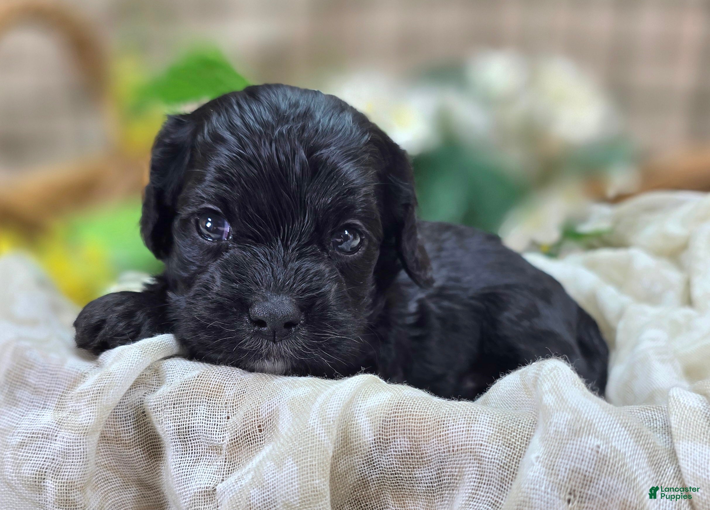 Cavapoo dogs Cash - Ad 21