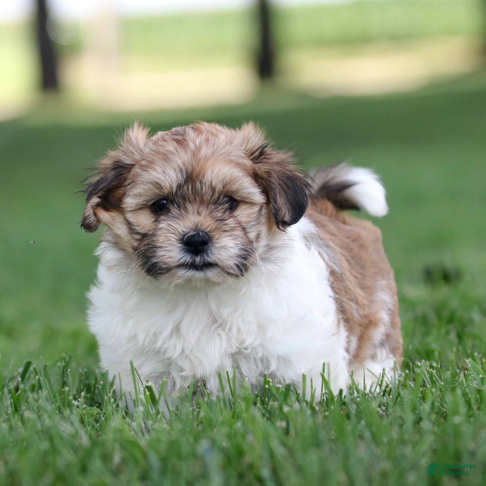 Teddy Bear dogs Cindy Teddy Bear  - Ad 1