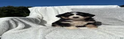 Mixed Breed dogs for sale: Mixed Breed 5 - Ad 3