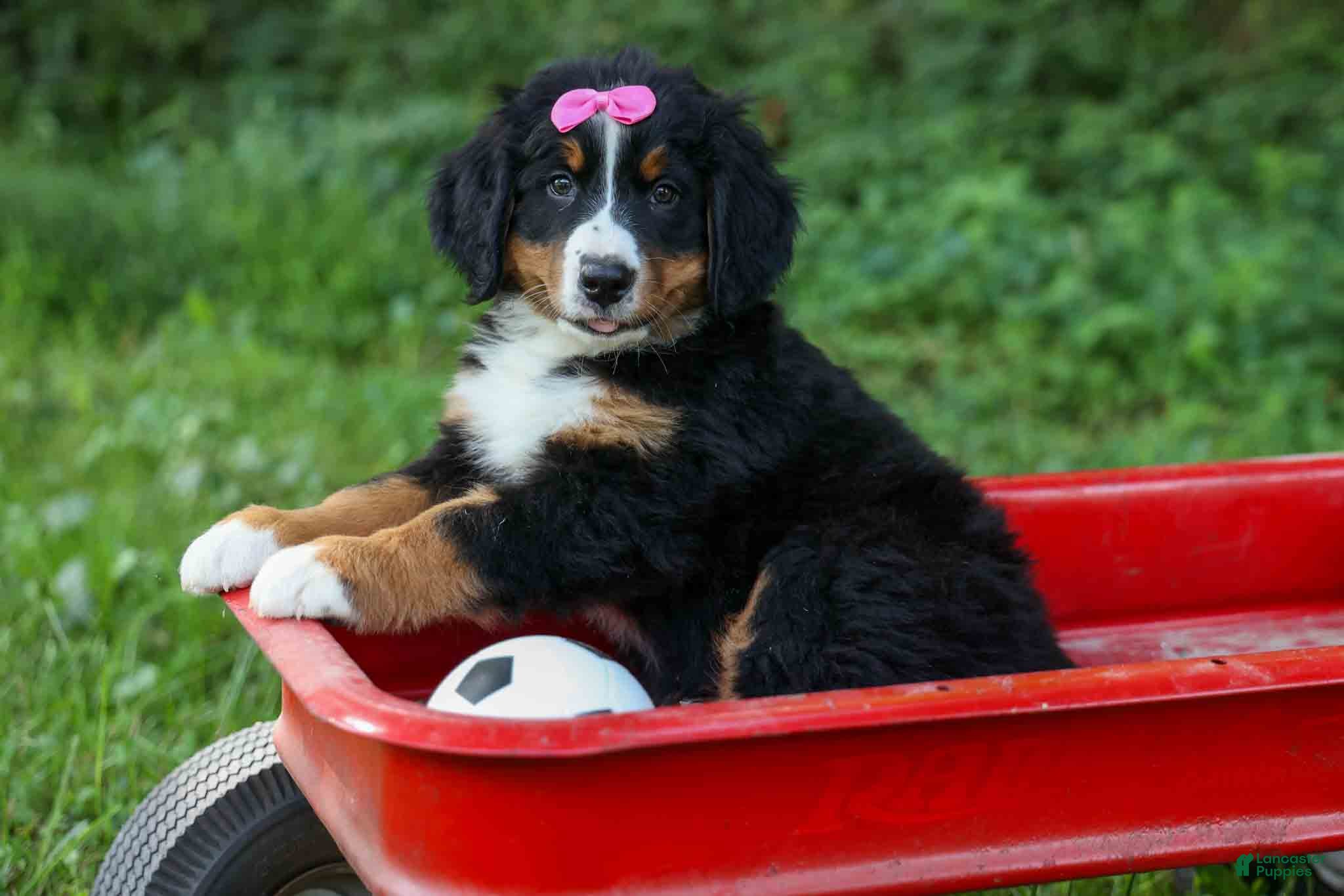 Bernese Mountain Dog dogs SALLY - Ad 1