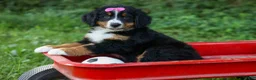 Bernese Mountain Dog dogs for sale: SALLY - Ad 1