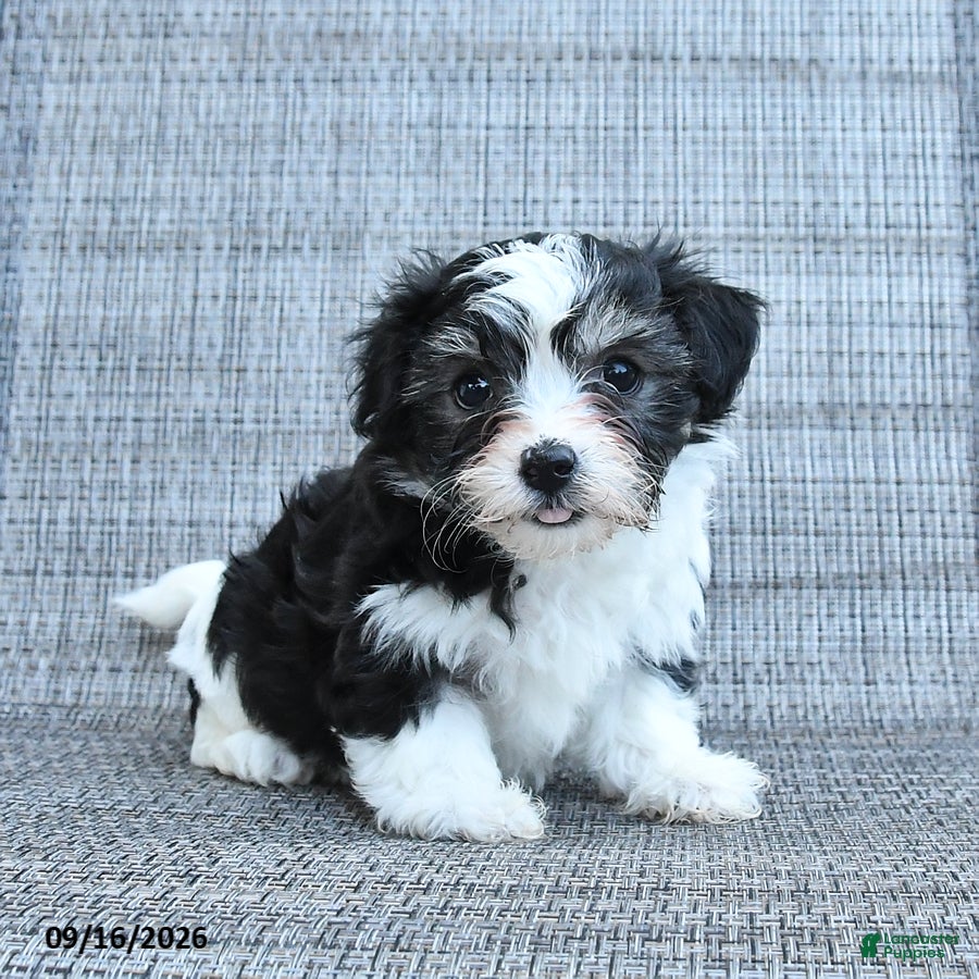 Havapoo dogs Avery - Ad 2