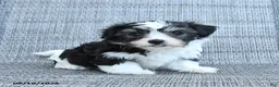 Havapoo dogs for sale: Avery - Ad 2