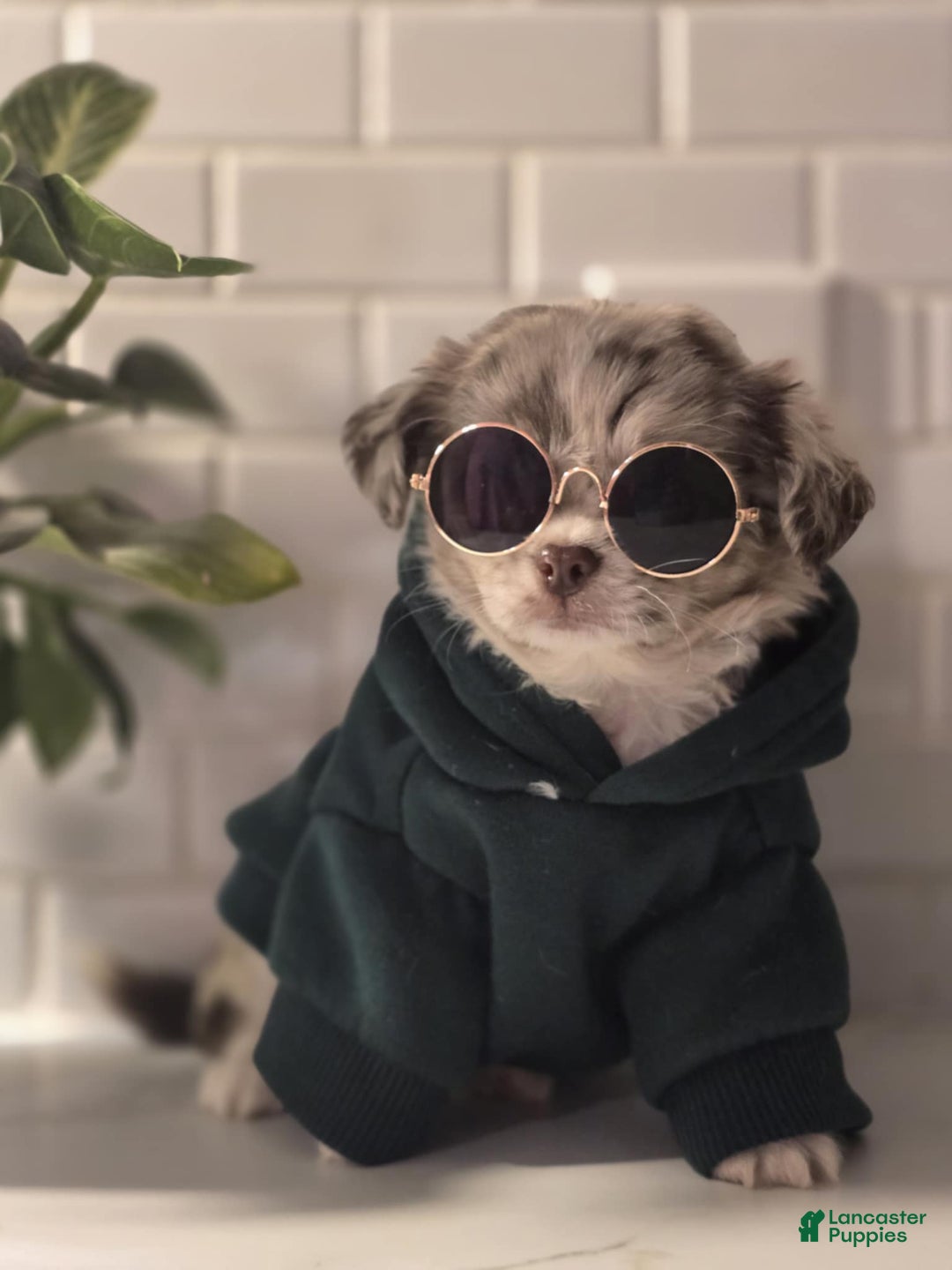 Chihuahua dogs for sale: Donnie - Ad 2