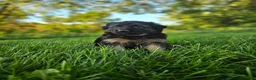 German Shepherd dogs for sale: Sosha  - Ad 3