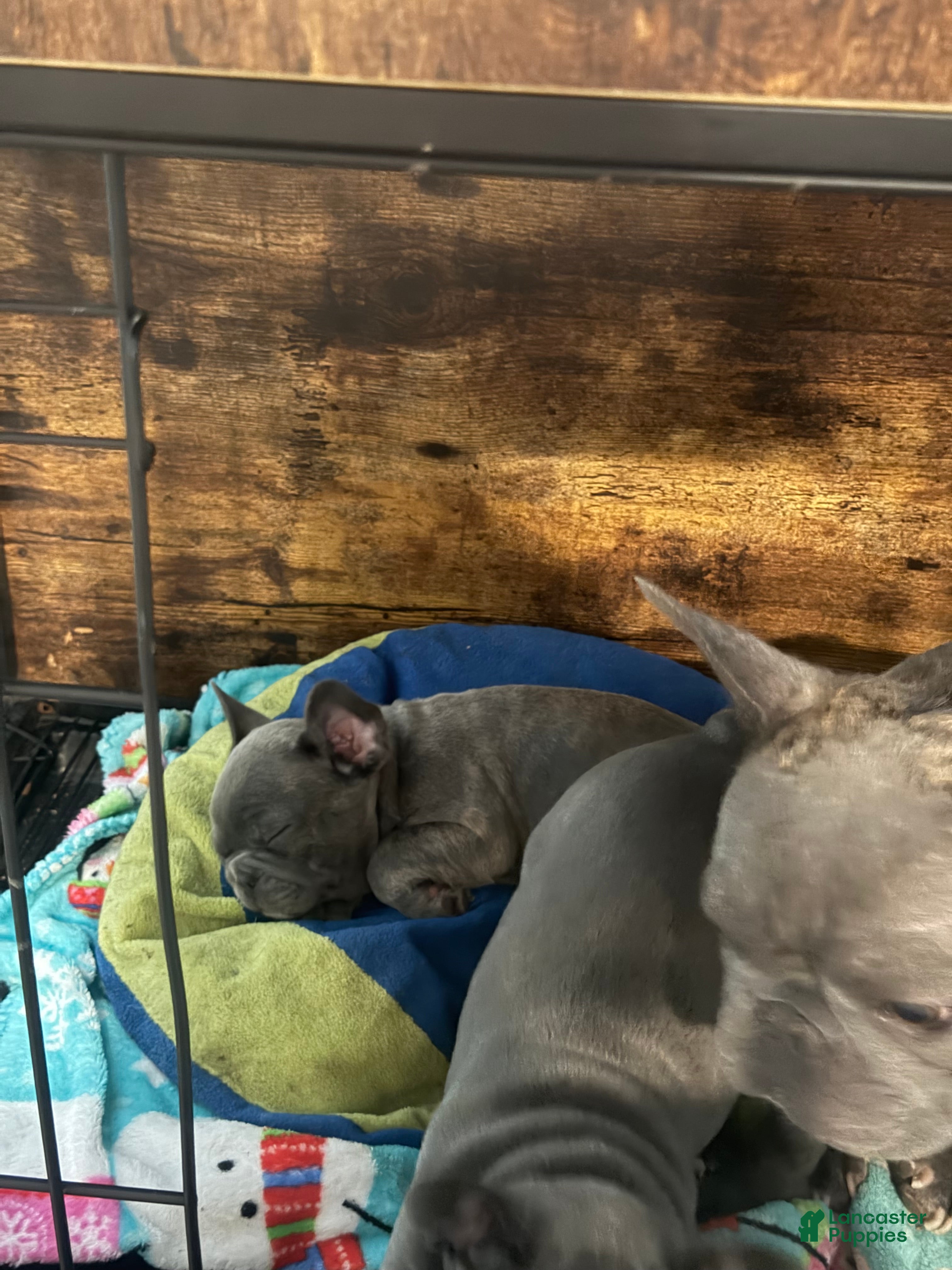 French Bulldog dogs French Bulldog 1 - Ad 2
