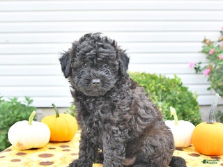 Shihpoo dogs Flint - Ad 39