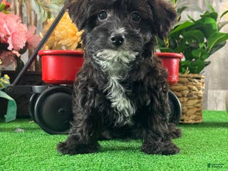 Yorkiepoo dogs Pablo - Ad 33