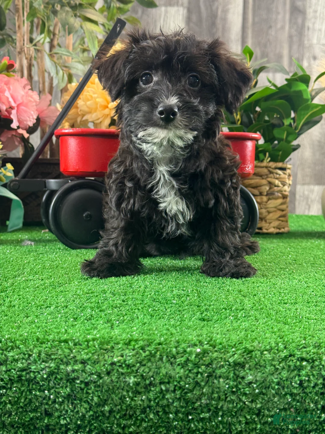 Yorkiepoo dogs for sale: Pablo  - Ad 1