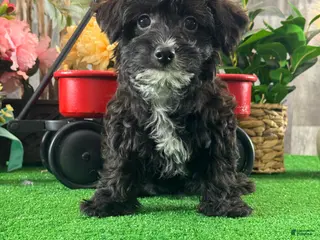 Yorkiepoo dogs Pablo - Ad 40