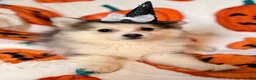 Pomsky dogs for sale: Drake - Ad 16