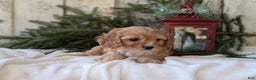 Cavapoo dogs for sale: Winston  - Ad 2