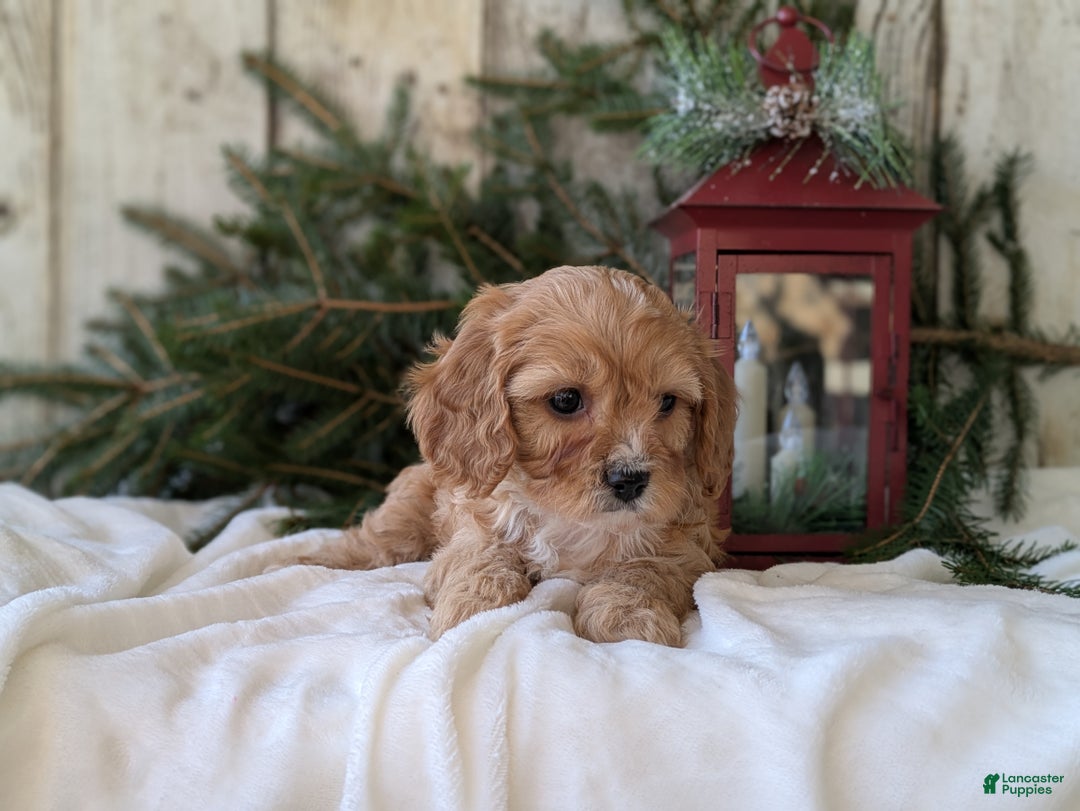 Cavapoo dogs for sale: Winston  - Ad 2