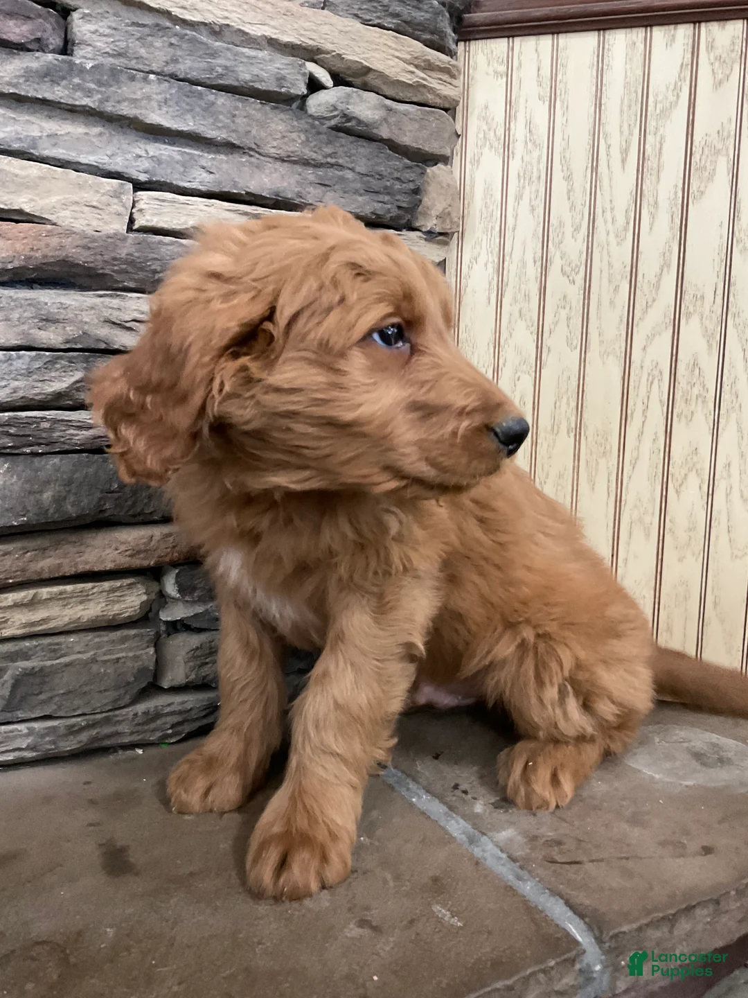 Goldendoodle dogs for sale: Curri - Ad 7