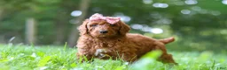Standard Poodle dogs for sale: Autumn - Ad 1