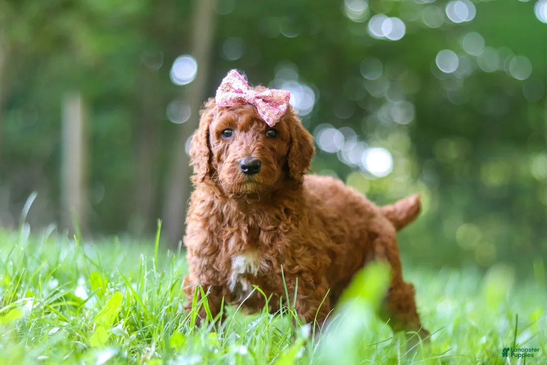 Standard Poodle dogs for sale: Autumn - Ad 1