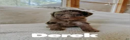 Aussiedoodle dogs for sale: Derek - Ad 2