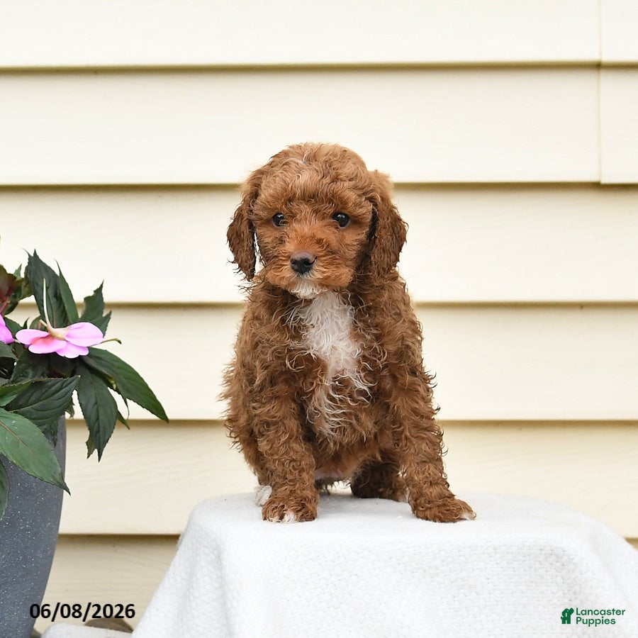 Aussiedoodle dogs Ruby - Ad 2
