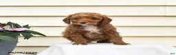 Aussiedoodle dogs for sale: Ruby - Ad 2