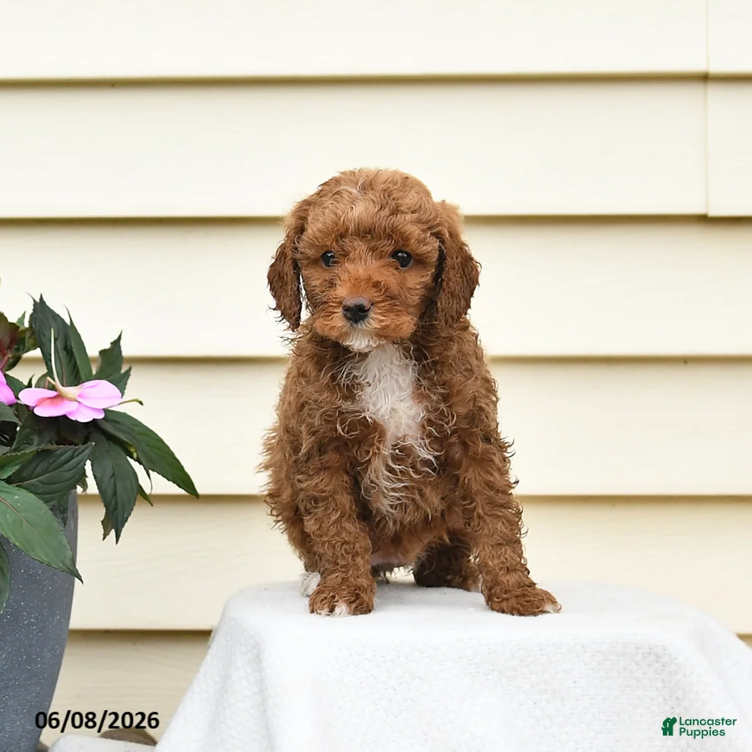 Aussiedoodle dogs for sale: Ruby - Ad 2