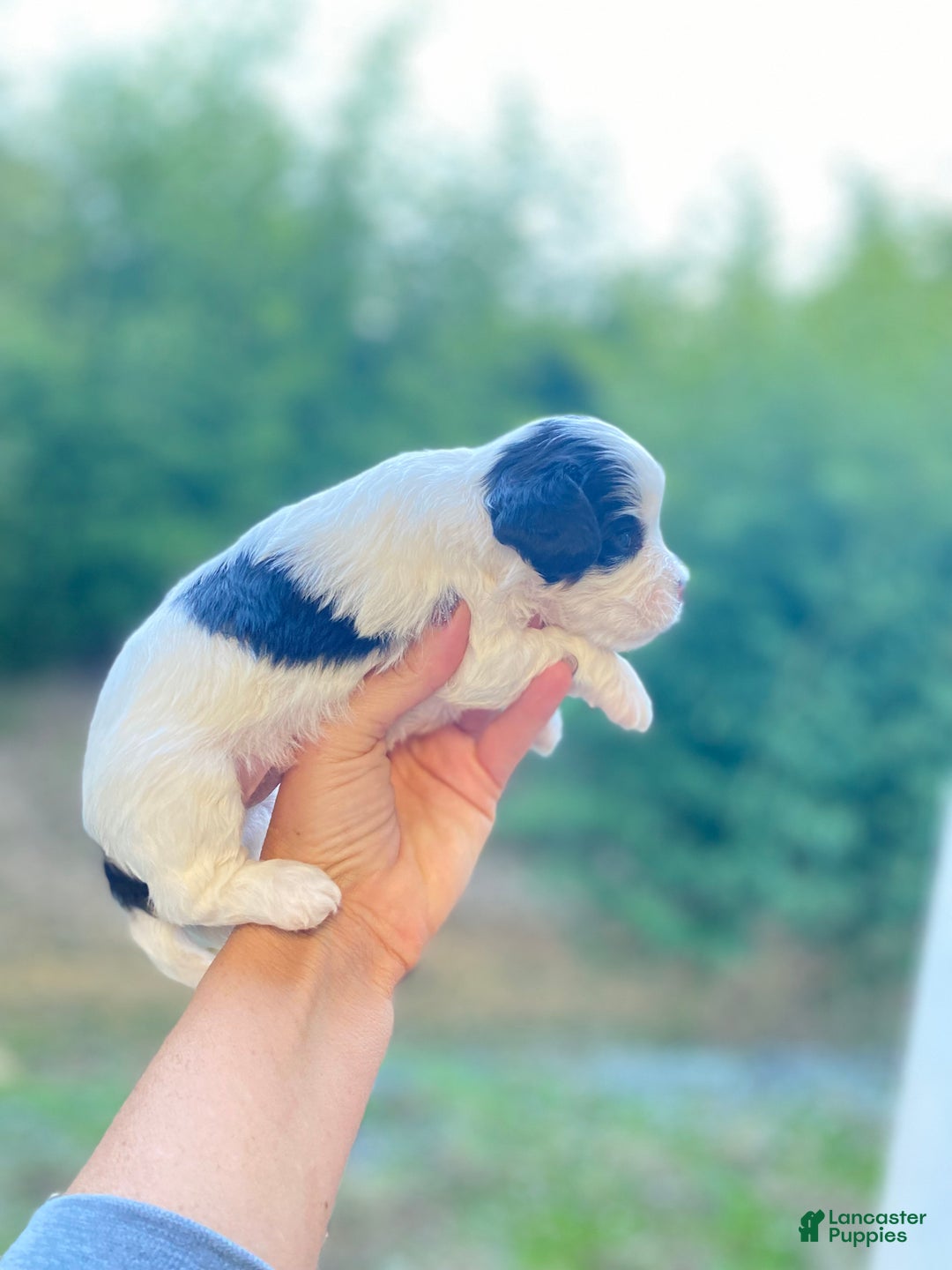 Cavapoo dogs for sale: Cavapoo Puppy 1 - Ad 14