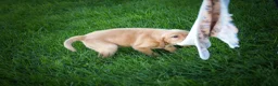 Labrador Retriever dogs for sale: NALA - Ad 3