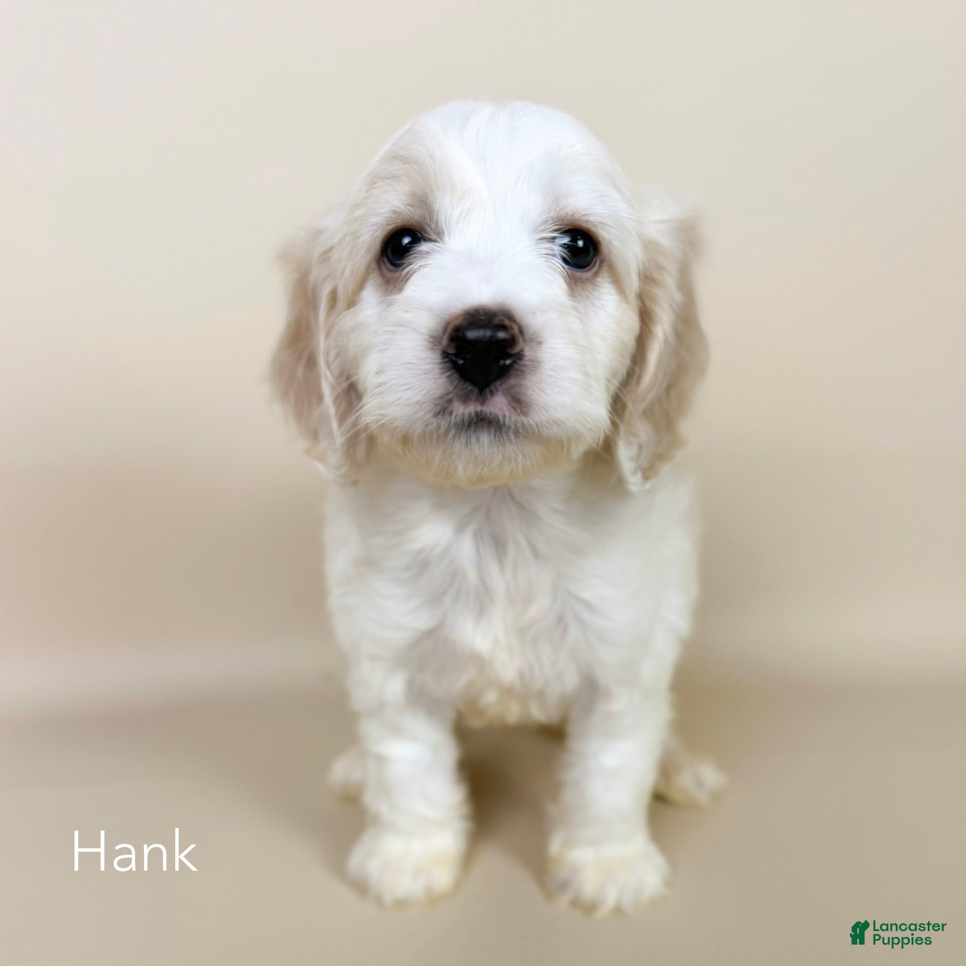 Cockapoo dogs Hank - Ad 1