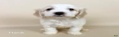 Hank