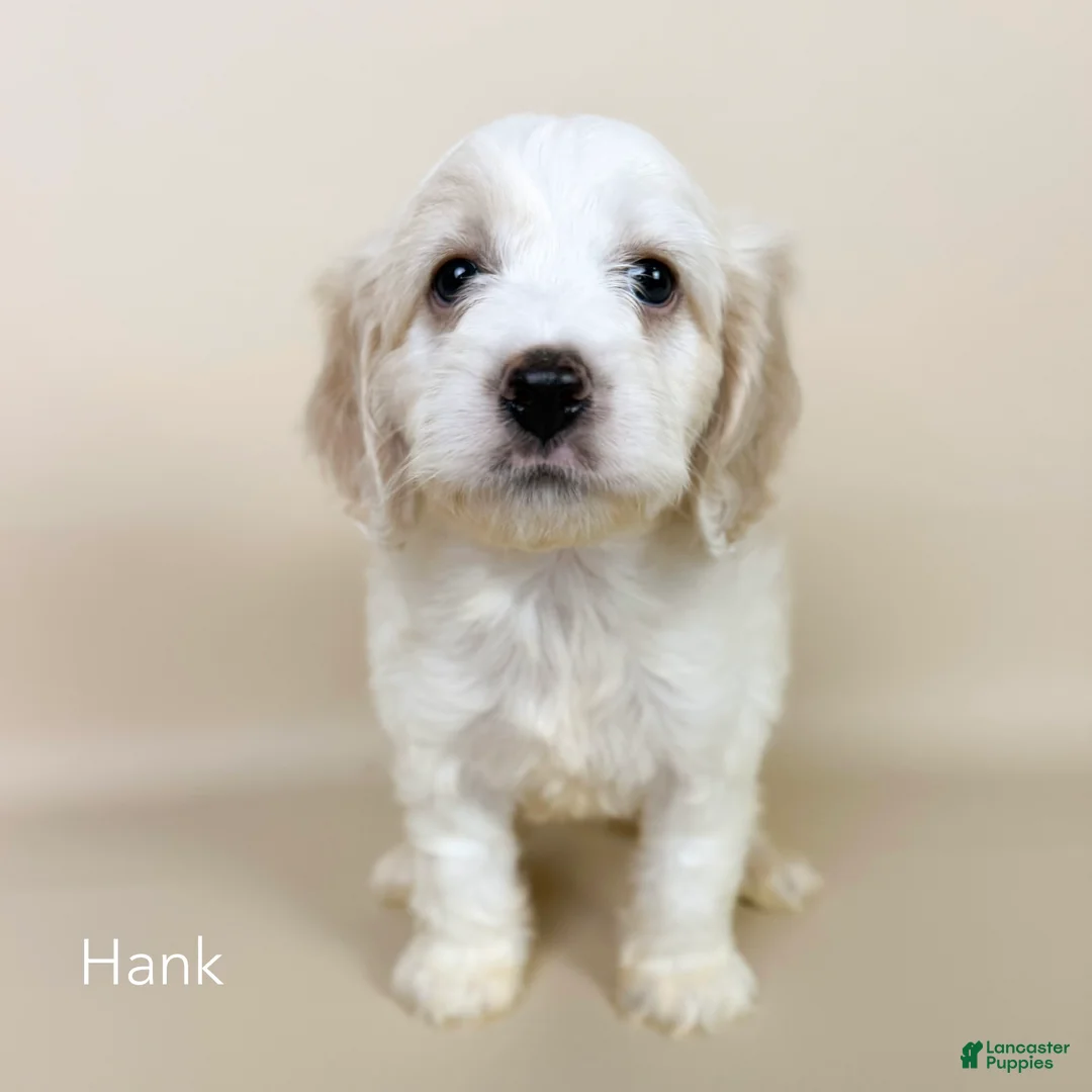 Cockapoo dogs for sale: Hank - Ad 1