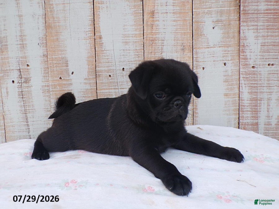 Pug dogs Mack - Ad 2